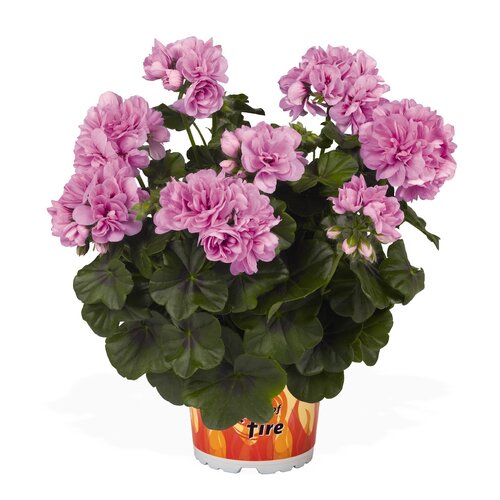 Ампельная плющелистная пеларгония (герань) Great Balls of Fire Light Lavender